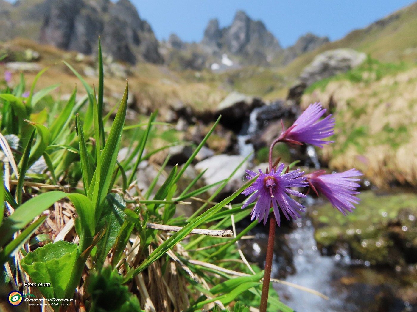 56 Soldanella alpina (Soldanella alpina ) con vista in Valletto.JPG